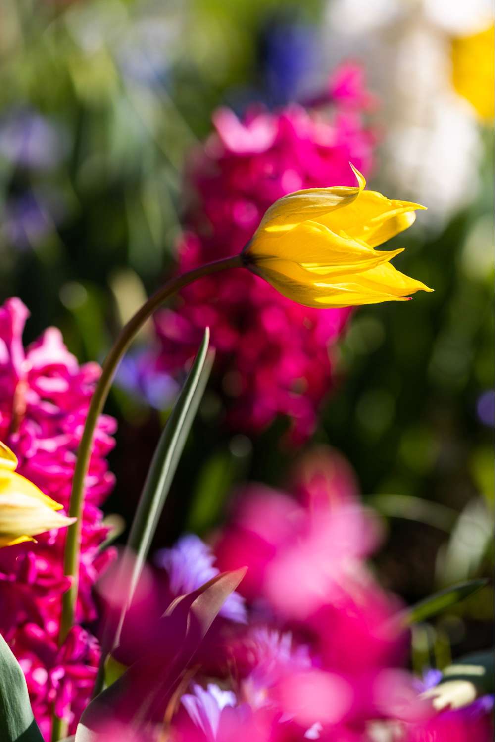 Botanisk Tulipan 'Sylvestris'